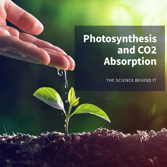 Home Oasis Master CO2Absorbing Plants for Clean Air